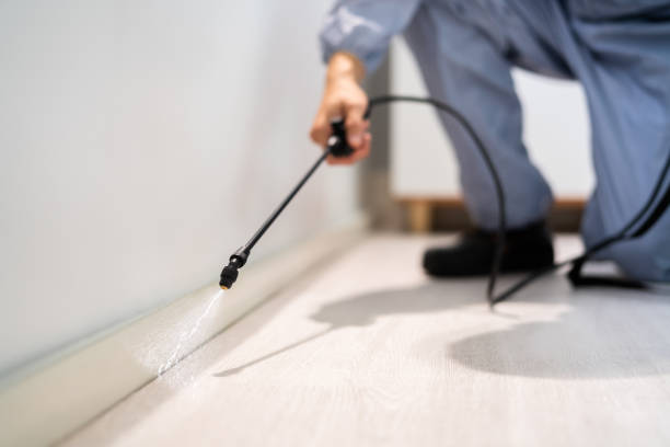 Licensed Wasp Removal service in Springville, UT - Show Me Pest Control